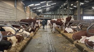 Eleveur laitier dans sa stabulation