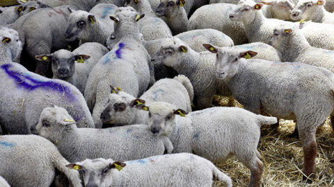 Les abattages d'agneaux français progressent de 3,7 % entre novembre 2024 et novembre 2025.