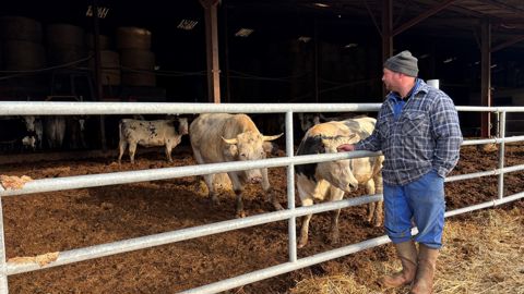 Florent préfère passer du temps à  observer ses bêtes plutôt que de travailler au bureau.