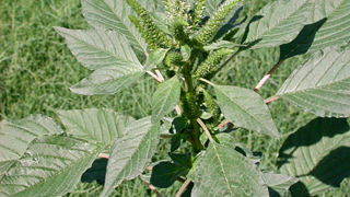 L'amarante de Palmer est originaire d'Amérique du Nord.