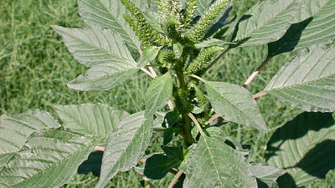 L'amarante de Palmer est originaire d'Amérique du Nord.