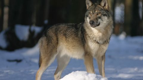 65 loups pourraient être abattus en Finlande lors de l'hiver prochain sur une population évaluée à 430 individus.