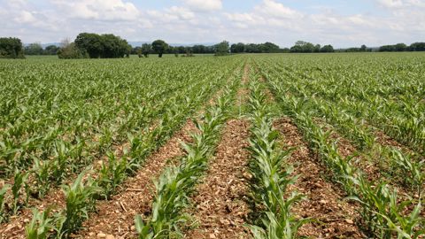 Désherbage du maïs : l’isoxaflutole confirme son rôle clé en prélevée