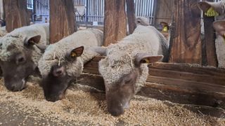 En phase d'allaitement des brebis, la quantité de méteils grains a été majorée de 27 % par rapport à l'aliment fermier comprenant du triticale et un complémentaire azoté.