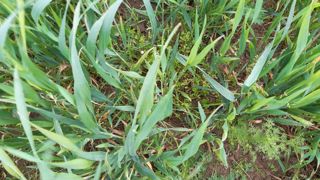 En années 2 et 3 d'un essai normand réduisant le travail du sol en agriculture biologique, les marges semi-nettes étaient plus élevées en non-labour mais le salissement réduisait cet avantage ensuite, ici dans un blé.