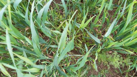 En années 2 et 3 d'un essai normand réduisant le travail du sol en agriculture biologique, les marges semi-nettes étaient plus élevées en non-labour mais le salissement réduisait cet avantage ensuite, ici dans un blé.