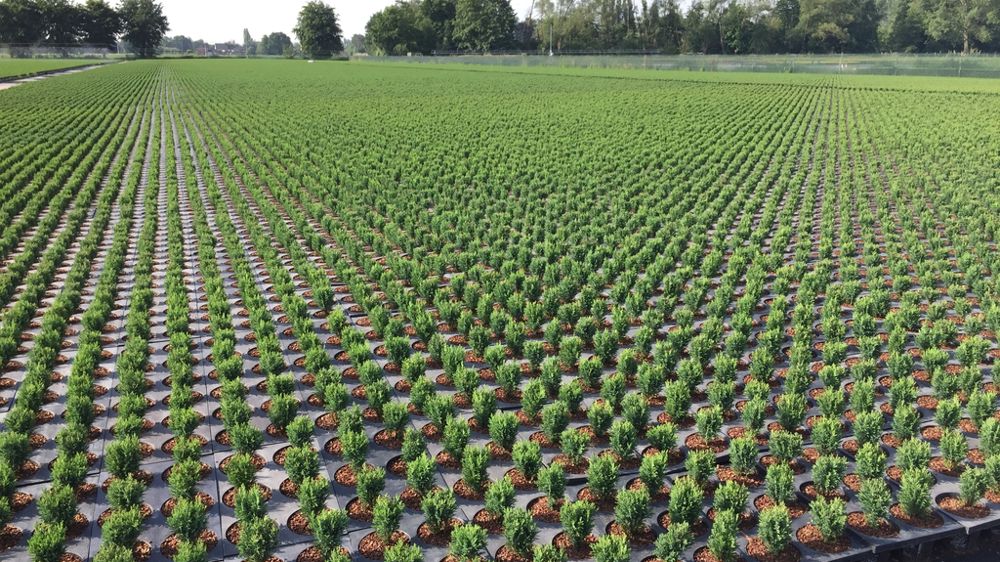 Un webinaire a permis de clore un travail de longue haleine sur l’« Impact environnemental des pots horticoles ».