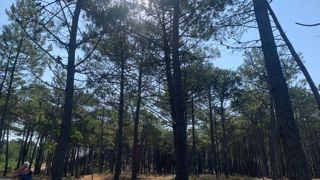 Un arrêté paru fin décembre précise les conditions de prise en charge financière par l’État des frais induits par la lutte contre le nématode du pin.