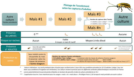 Strat&eacute;gie de lutte contre la chrysom&egrave;le du ma&iuml;s dans les secteurs o&ugrave; les populations sont abondantes