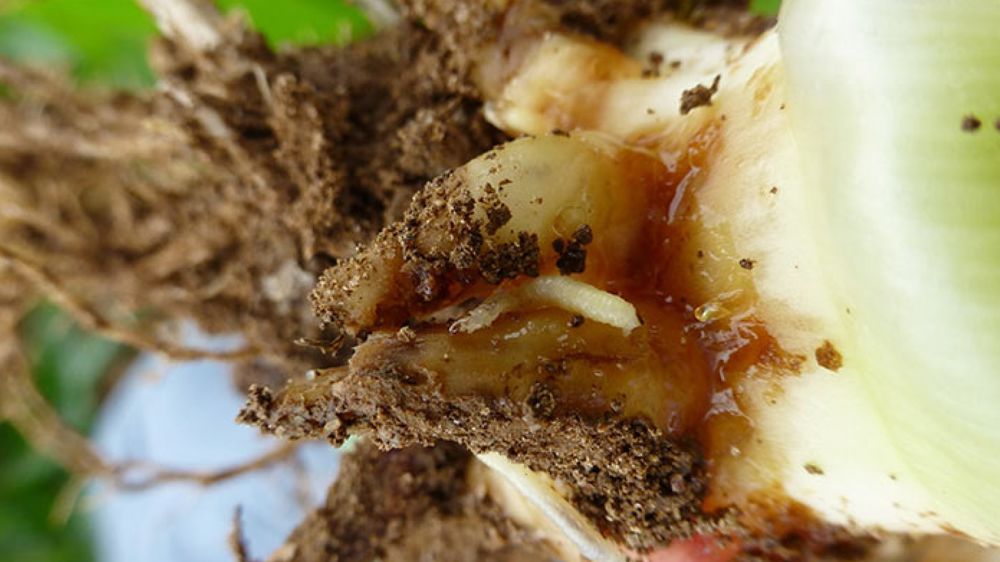 La rotation est un pilier de la gestion de la chrysomèle du maïs