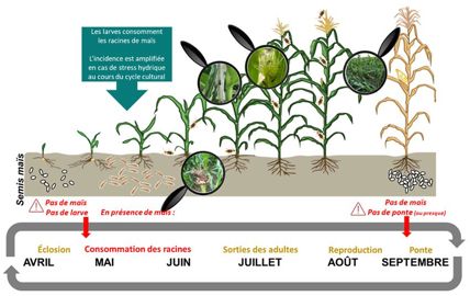 El&eacute;ments de biologie de la chrysom&egrave;le du ma&iuml;s et de son incidence sur la culture