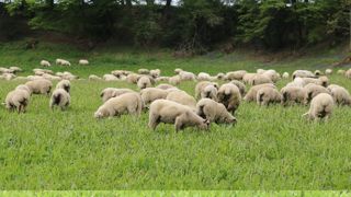 Les abattages français d'agneaux ont reculé de 4 % en volume sur les dix premiers mois de 2025.