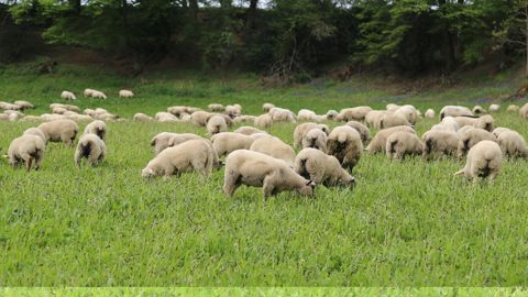 Les abattages français d'agneaux ont reculé de 4 % en volume sur les dix premiers mois de 2025.