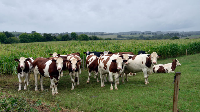 Après des mois à bénéficier de prix au-dessus de ceux des producteurs français, les éleveurs allemands, irlandais, ou encore hollandais voient leurs prix faiblir en dessous des 500 €/t en novembre 2025.
