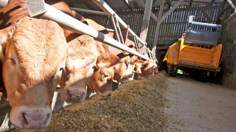 Chambres d'agriculture France veut encourager l'engraissement de jeunes bovins en France.