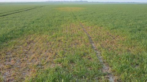 Les symptômes du virus de la mosaïque des stries en fuseaux du blé apparaissent en février-mars.