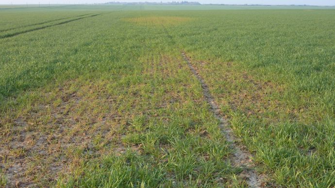 Les leviers de lutte contre la mosaïque du blé dur