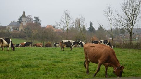 En plein mois de décembre, les vaches d’Antoine Billon profitaient des sols portants pour continuer à pâturer.