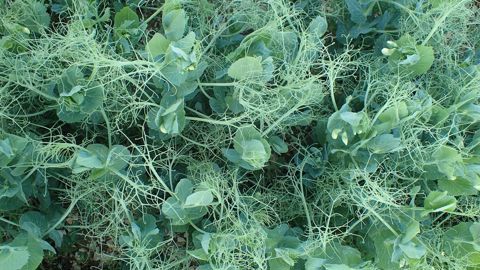 À ce jour, aucune solution de traitement de semences n’est disponible pour lutter contre l’aphanomyces.