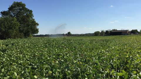 Leggo, Filo-Leg, Fileg, Protéi-NA... : où en sont les projets régionaux de développement des protéines végétales ?