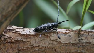 Anoplophora glabripennis.