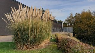 L’herbe de la pampa, avec ses plumeaux plébiscités pour la décoration, est interdite depuis 2023. Les pieds doivent être déracinés.