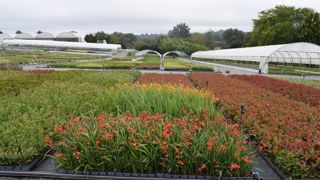 L’entreprise est installée sur 7 ha. Au cœur du bocage vendéen, elle produit 2 millions de jeunes plants d’ornement par an. Les deux tiers sont multipliés en interne.
