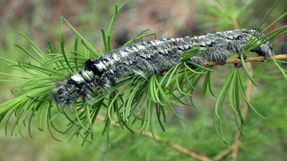 Dendrolimus sibiricus (larves).