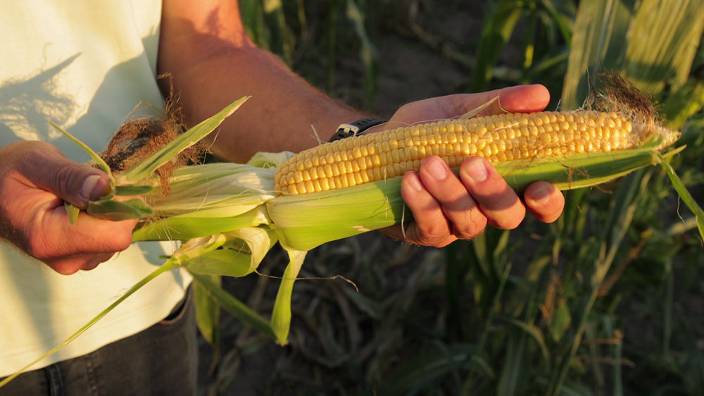 250 producteurs de maïs doux vont être accompagnés pour mettre en place le programme d’agriculture régénératrice commun à General Mills et Euralis.
