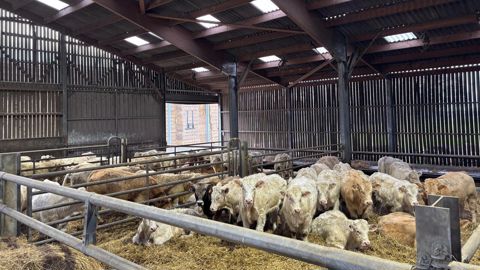 Bâtiment d'engraissement de taurillons