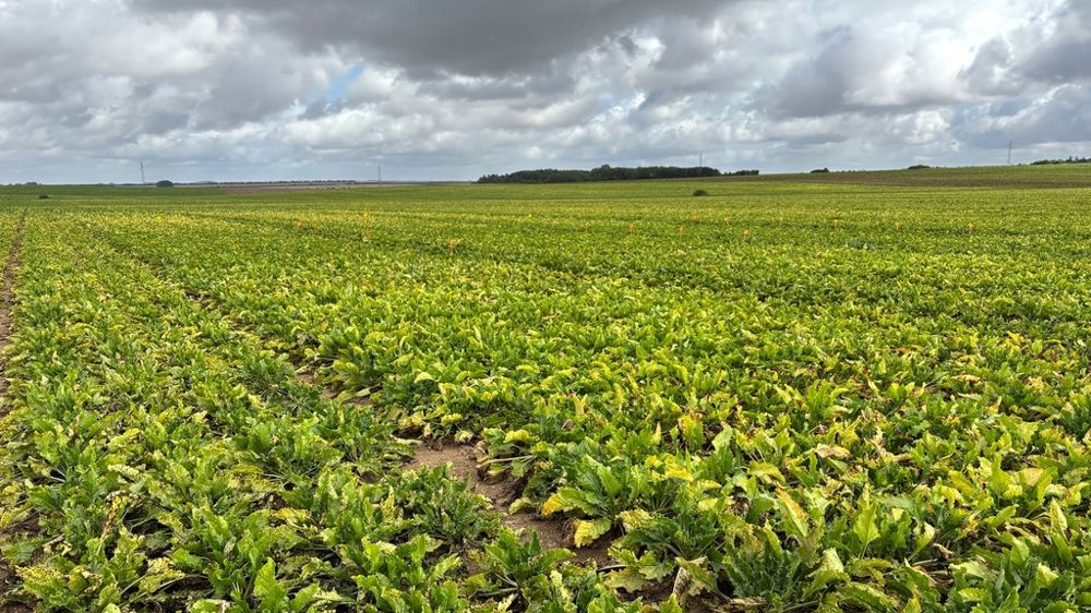 Champ de betteraves industrielles