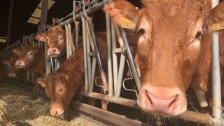 Les simulations effectuées avec du 3-NOP ou des nitrates affichent une baisse des émissions en bovin viande comprise entre 2 et 17 %.