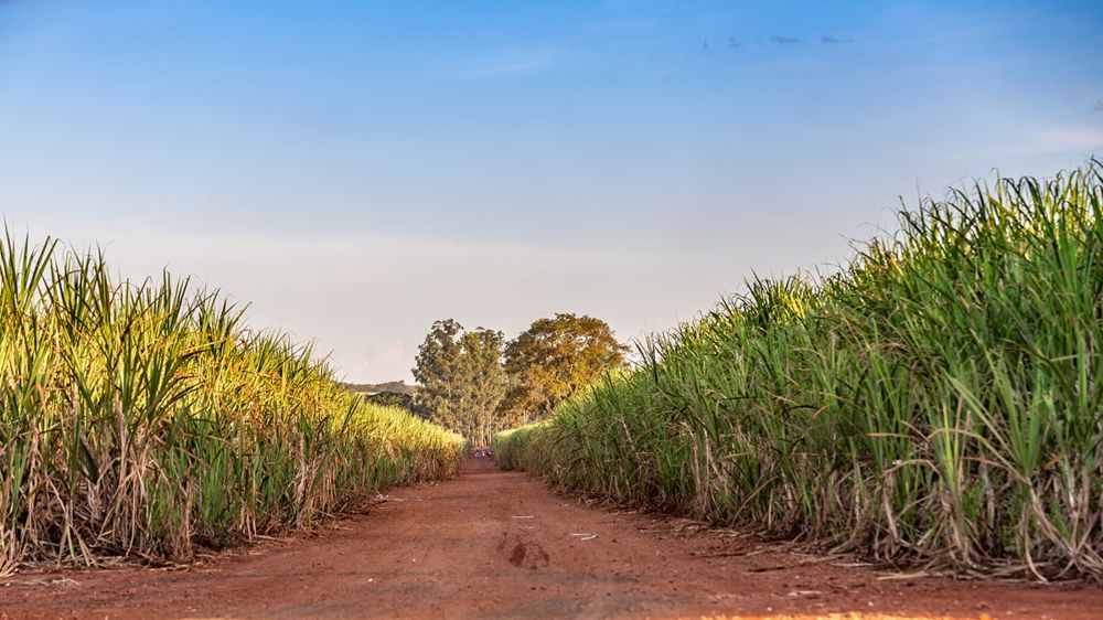 Cette vente serait accompagnée de la cession de 2 millions de tonnes de canne à sucre.