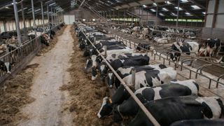 Selon le décret paru mardi au Journal officiel, les élevages laitiers n'auront plus à s'enregistrer qu'à partir de 201 vaches, contre 151 auparavant.