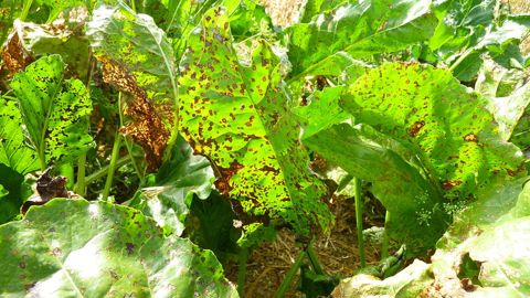La cercosporiose est la principale maladie foliaire de la betterave en France, aussi bien en termes de surface concernée que de nuisibilité.