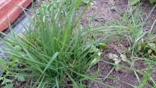 Le chiendent demande peu d'eau et peut coloniser tous les sols.