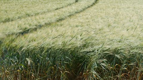 La résistance du ray-grass au glyphosate est apparue en 2022 dans les grandes cultures.