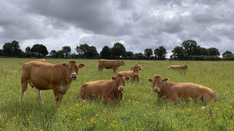 L’Institut de l’élevage prévoit un repli de la production de viande bovine française en 2026 moins important qu’en 2025.