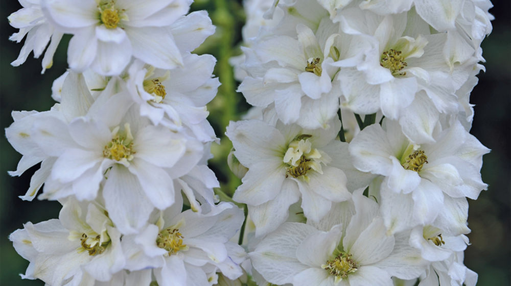 Delphinium elatum F1 'New Dawn'.
