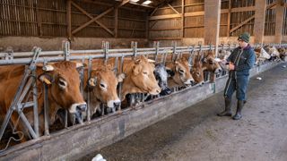 Vaccination des Aubracs en stabulation