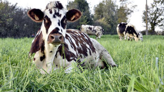 Parmi les exploitations suivies par le projet Alonge, celles avec une plus haute longévité du troupeau présentent meilleure une marge brute aux 1 000 litres.