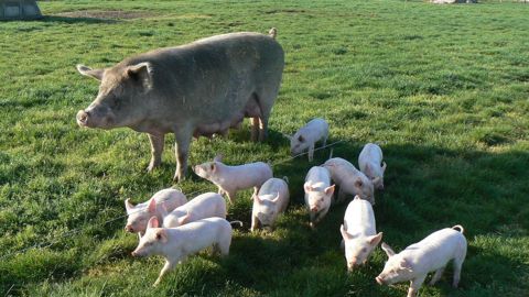 Les femelles LR x Danbred ont écrasé moins de porcelets.