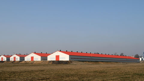 La Pologne compte environ 10 000 élevages de volailles. Plus de la moitié de la production est exportée.