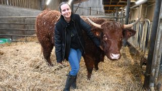 Lucie Lesieur a repris le troupeau de 90 mères salers et l’exploitation familiale à Rônai, dans l’Orne.