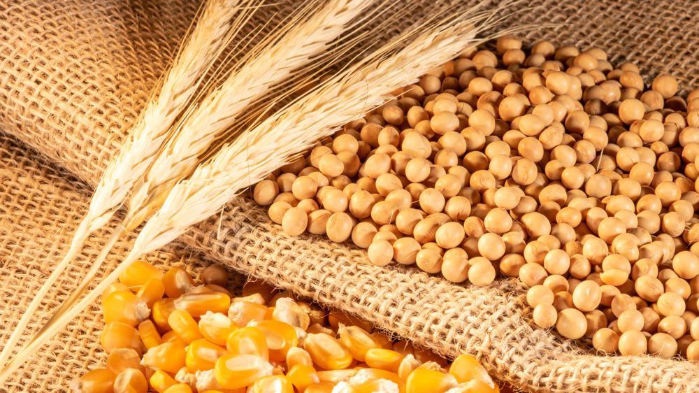 Les prix mondiaux du blé et du maïs restent stables et ceux du soja grimpent légèrement, sur fond d’attentisme géopolitique