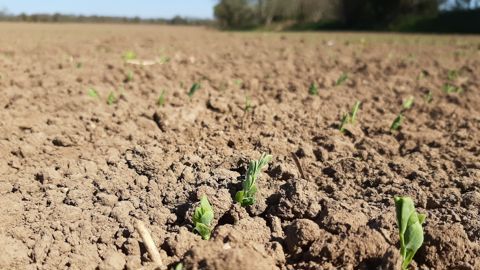 Avec des printemps parfois secs, le désherbage mécanique peut apporter une aussi bonne efficacité que certains programmes chimiques.