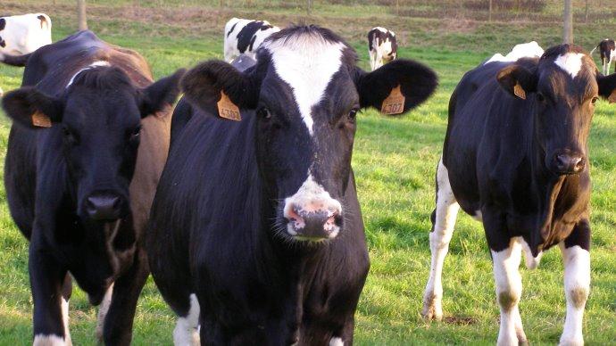 Génisses Holsteins