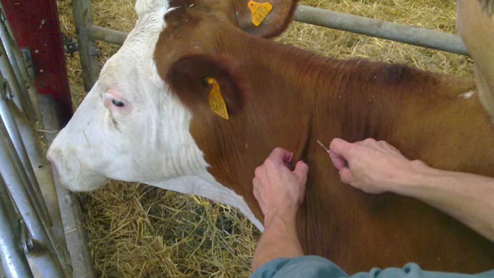 Fièvre catarrhale ovine : la pause hivernale, le meilleur moment pour vacciner