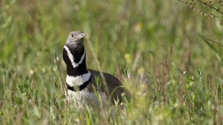 La LPO considère les oiseaux comme des « indicateurs fiables de l’état des écosystèmes ». Ici, une outarde canepetière, « un oiseau emblématique des milieux agricoles », selon Vincent Breta, membre de l'association.