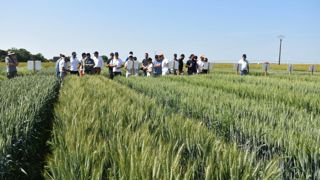 En céréales, « le progrès génétique est bien réel, assure Édouard Baranger, ingénieur chez Arvalis. Les causes du déclin des rendements sont à chercher ailleurs. »